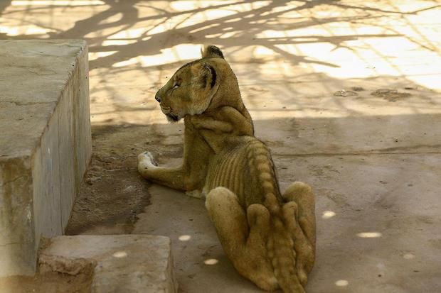 Photos of starving lions in a Sudanese park sparks online campaign to save them