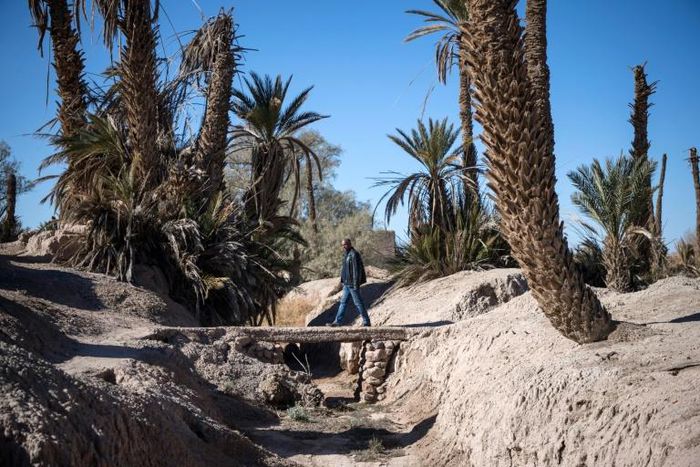 Long a buffer against desertification, Morocco's oases have gone through cycles of drought in recent decades and according to Greenpeace are now threated with extinction