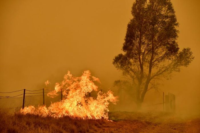 The Australian bushfires raged for months, devastating tens of thousands of hectares