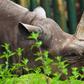 The IUCN identified modest growth in numbers decimated by poaching and illegal trade -- this November image released by Ngorongoro Conservation Area Authority in Tanzania shows Fausta, a female black rhino who died last year aged 57