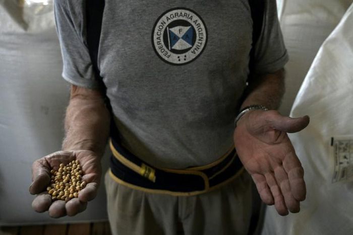 Soya beans are one of Argentina's major exports, alongsiude soya flour and soya oil, where the South American country is the world leader