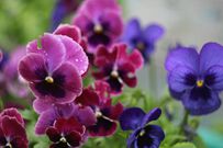 The 10 Best Edible Flowers To Decorate Your Food, According To A Nutritionist