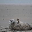 Grey seals come to Helgoland island in the North Sea to give birth