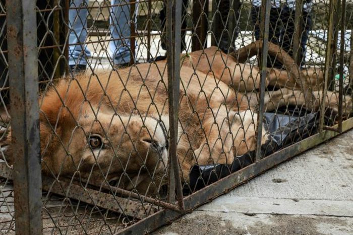 Twenty-year-old lion Jupiter does not have the strength to stand up after almost two years of being kept in dreadful conditions