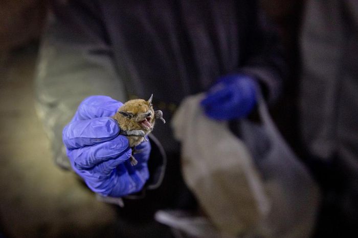 How Do Bats Live With So Many Viruses?