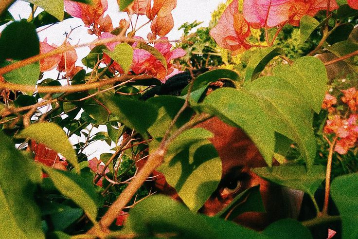 Remy Baggins releases new EP, 'Sakura.' (Remy Baggins)