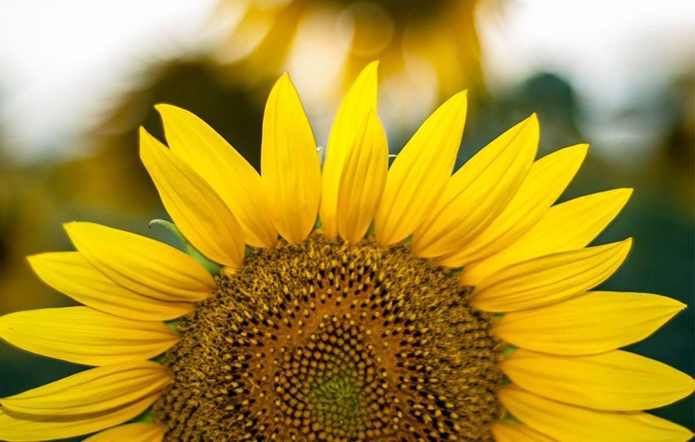 Sunflower seed butter