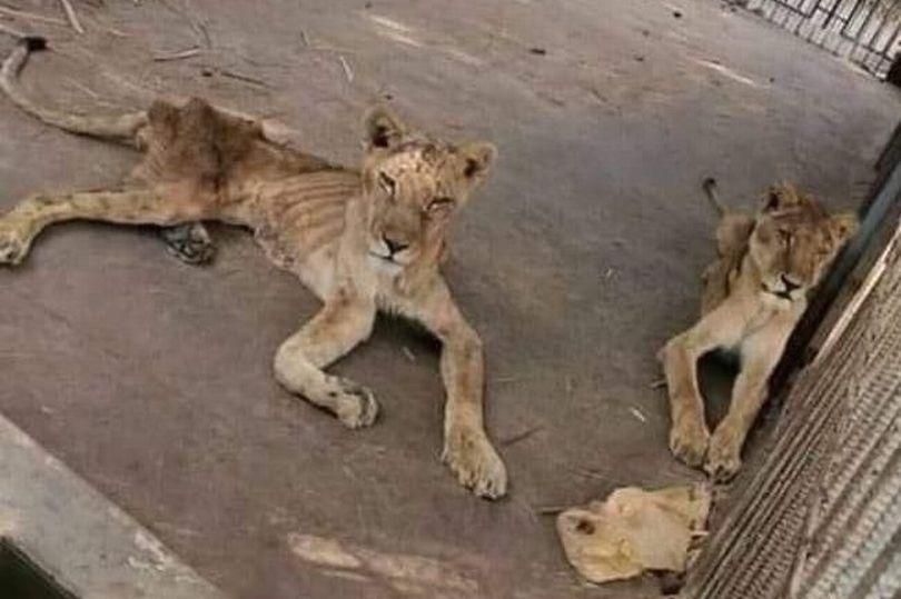 Photos of starving lions in a Sudanese park sparks online campaign to save them
