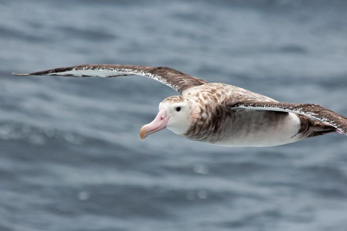 They're Stealthy at Sea, but They Can't Hide From the Albatross