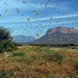 The massive swarms entered Kenya in December