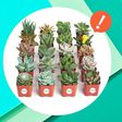 Amazon's Having a Secret Sale on Succulents