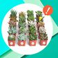 Amazon's Having a Secret Sale on Succulents