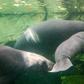 Manatees, seen here in captivity in France, are often hunted in the poor Niger Delta region
