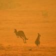 The devastating bushfires in Australia have highlighted the type of disasters that scientists say the world will increasingly face due to global warming