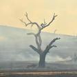 The devastating fires have raged since September, burning more than 10 million hectares (25 million acres) and killing 33 people