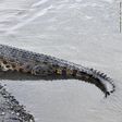 Brave man or woman needed to remove a tire from this crocodile’s neck for an undisclosed reward