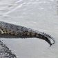 Brave man or woman needed to remove a tire from this crocodile’s neck for an undisclosed reward