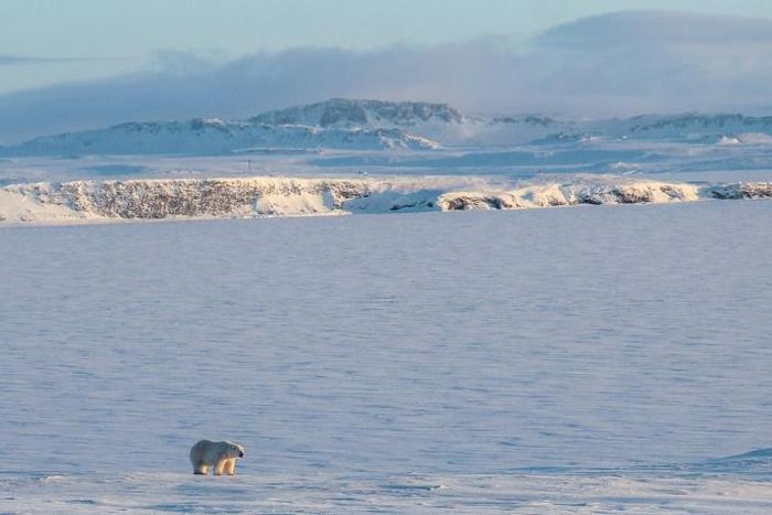 Russians living in Arctic settlements have sounded the alarm over dozens of bears entering areas of human habitation, particularly to raid rubbish dumps for food