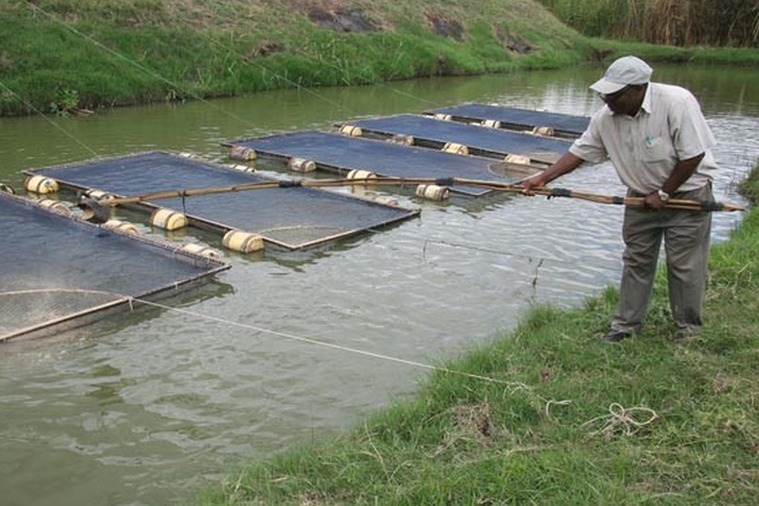 How to invest in Agric-real estate business with high returns through Green Partners.