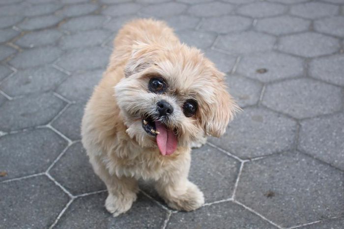 Marnie, Shih Tzu Who Charmed Instagram With Her Lolling Tongue, Dies at 18