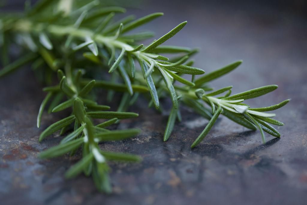 Close up of rosemary leaves