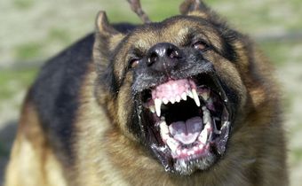 3 ways to know if your dog has rabies