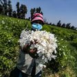 Sweet scented jasmine flowers farmed in Egypt's Nile Delta are pressed and the oil extracted for perfumes