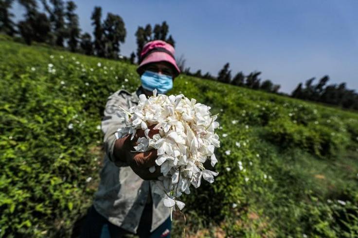 Sweet scented jasmine flowers farmed in Egypt's Nile Delta are pressed and the oil extracted for perfumes