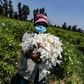 Sweet scented jasmine flowers farmed in Egypt's Nile Delta are pressed and the oil extracted for perfumes