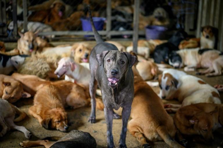 7 Things dogs do when they are about to die