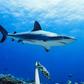 Destructive fishing practices are the most likely culprit for the losses, according to the study