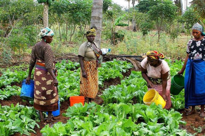 10,000 farmers to benefit from World Bank assisted project in Lagos — Commissioner. [corruptionwatch]