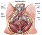 Pelvic floor of human male.