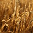 The dispute would cost the Australian barley industry at least Aus$500 million ($327 million) a year