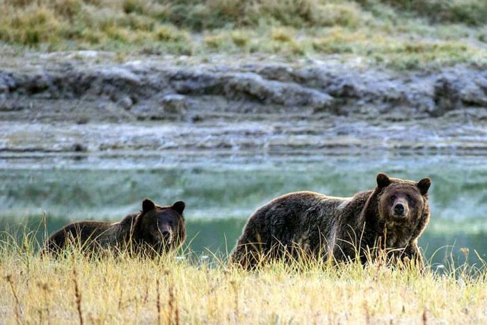 Grizzly bears once flourished across the West's wilderness, but only around 1,500 survive today in the 48 lower US states