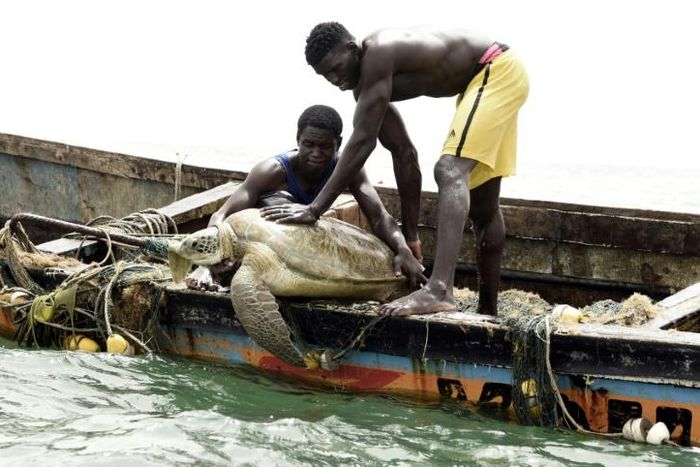 Senegalese fishermen rescue a sea turtle from their nets and return it to the sea