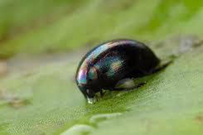 Insect can escape after being eaten by frog, scientists find