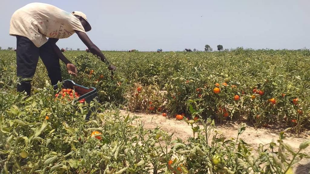 Workers in operation at the GBFoods Kebbi Tomato processing factory.