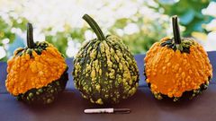 genital warts are sexually transmitted(outstandingseed)