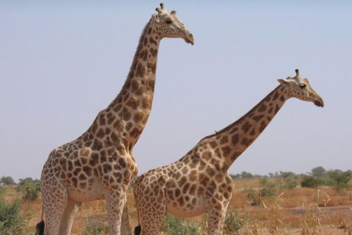 West African or Niger giraffes, the last of which are in southwestern Koure, near where the attack on French tourists took place