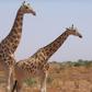West African or Niger giraffes, the last of which are in southwestern Koure, near where the attack on French tourists took place
