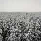 Russia's Siberia region, best known as an icy tundra, is being transformed by climate change
