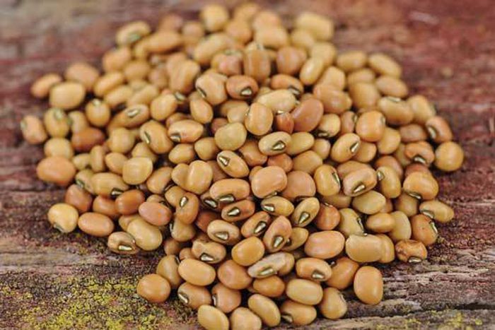 Nigeria to rake in $638m through cowpea export - OFAB. [grit]