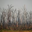 The number of forest fires in the Brazilian Amazon in July 2020 rose 28 percent from the same month a year ago, satellite data show