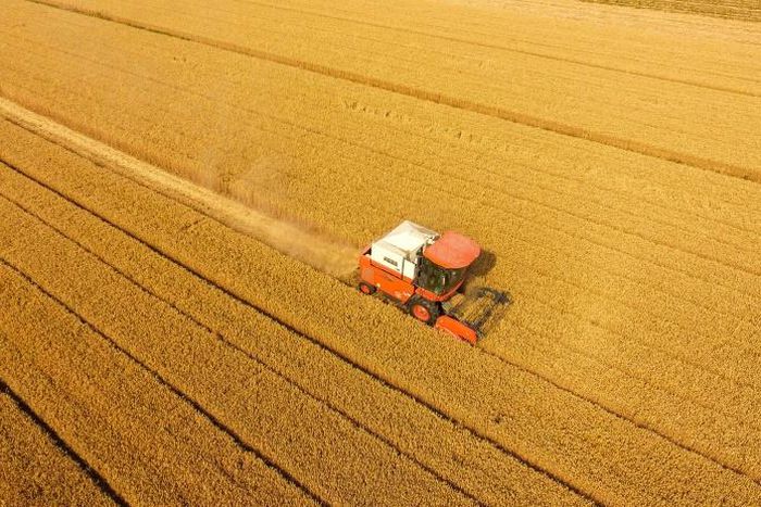 Officials have repeatedly said 'all-is-well' and promise a bumper 2020 grain crop there are growing concerns about a food shortfall