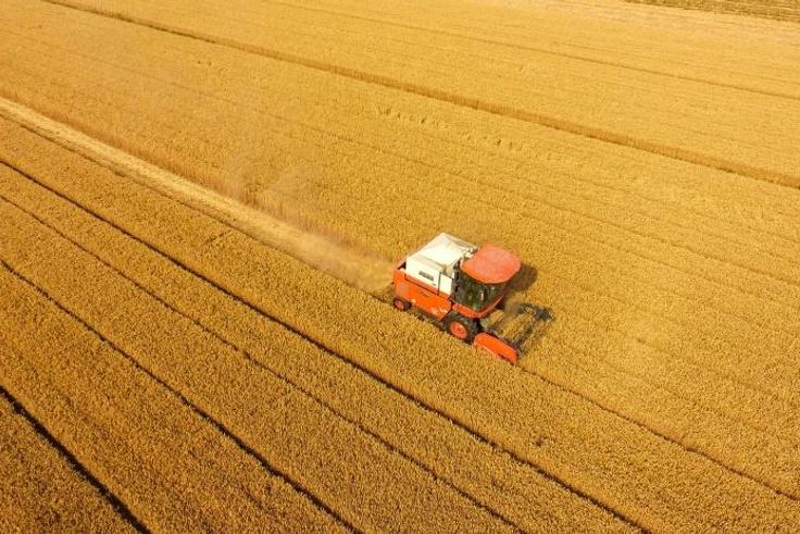 Officials have repeatedly said 'all-is-well' and promise a bumper 2020 grain crop there are growing concerns about a food shortfall