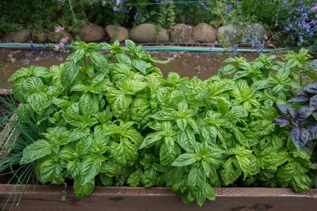 Green basil growing in raised beds in garden