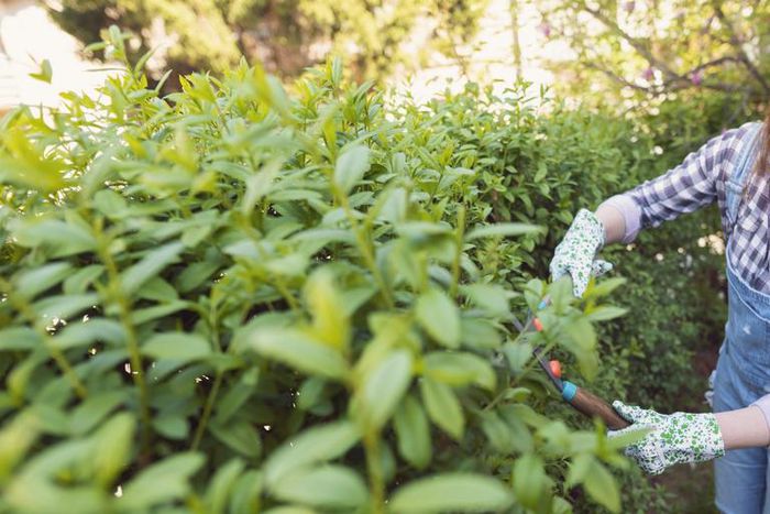 How To Get Rid Of Ticks From Your Body (And Yard!)