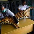Tigers -- thought to number just 22 in Myanmar -- can now be bred for their meat and skin