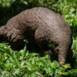 China has removed pangolin parts from its list of traditional medicines -- the animal is thought by some scientists to be the possible host of the novel coronavirus